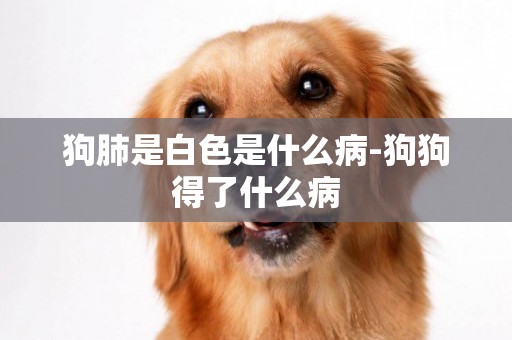 狗肺是白色是什么病-狗狗得了什么病