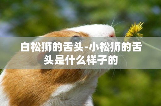 白松獅的舌頭-小松獅的舌頭是什么樣子的