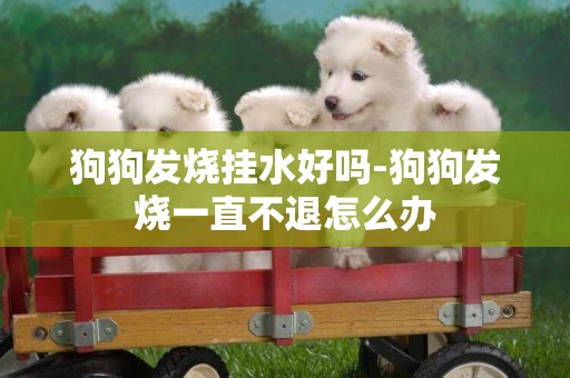 狗狗發燒掛水好嗎-狗狗發燒一直不退怎么辦