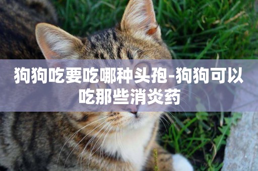 狗狗吃要吃哪種頭孢-狗狗可以吃那些消炎藥