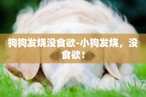 狗狗發燒沒食欲-小狗發燒，沒食欲！