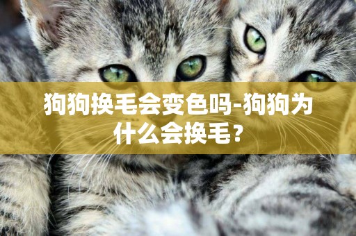 狗狗換毛會變色嗎-狗狗為什么會換毛？