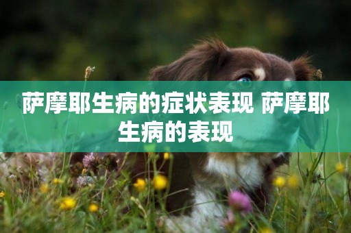 薩摩耶生病的癥狀表現 薩摩耶生病的表現