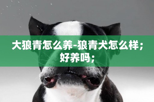 大狼青怎么養-狼青犬怎么樣；好養嗎；