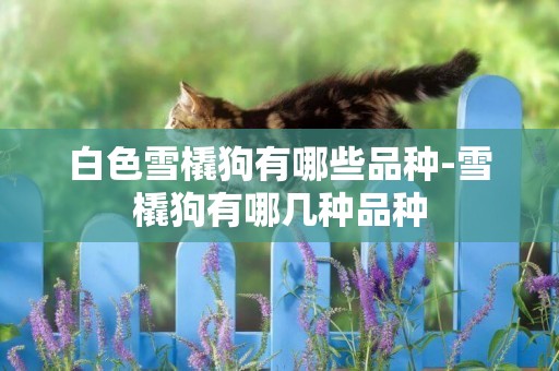 白色雪橇狗有哪些品種-雪橇狗有哪幾種品種