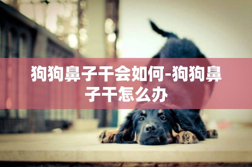 狗狗鼻子干會如何-狗狗鼻子干怎么辦