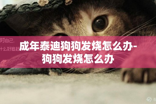 成年泰迪狗狗發燒怎么辦-狗狗發燒怎么辦