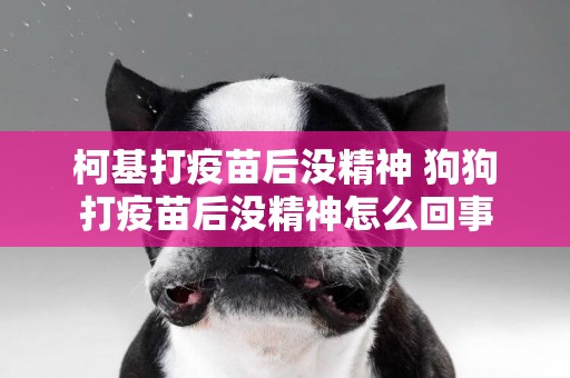 柯基打疫苗后沒精神 狗狗打疫苗后沒精神怎么回事