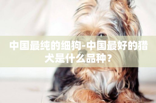 中國最純的細狗-中國最好的獵犬是什么品種？