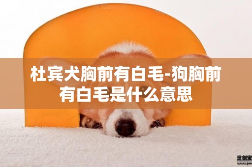 杜賓犬胸前有白毛-狗胸前有白毛是什么意思