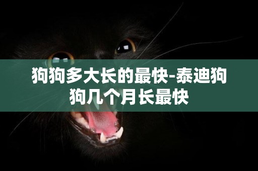 狗狗多大長的最快-泰迪狗狗幾個月長最快