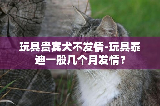 玩具貴賓犬不發情-玩具泰迪一般幾個月發情？