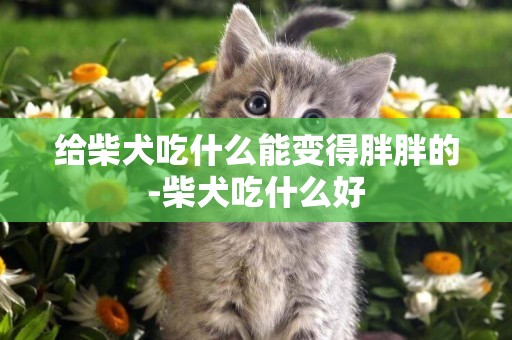 給柴犬吃什么能變得胖胖的-柴犬吃什么好