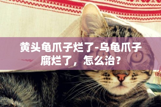 黃頭龜爪子爛了-烏龜爪子腐爛了，怎么治？