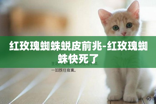 紅玫瑰蜘蛛蛻皮前兆-紅玫瑰蜘蛛快死了
