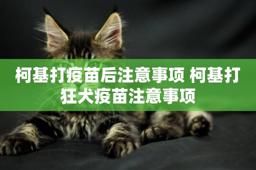 柯基打疫苗后注意事項 柯基打狂犬疫苗注意事項