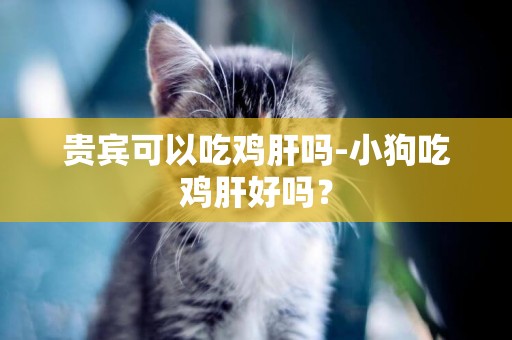 貴賓可以吃雞肝嗎-小狗吃雞肝好嗎？