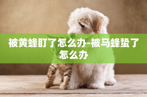 被黃蜂盯了怎么辦-被馬蜂蟄了怎么辦