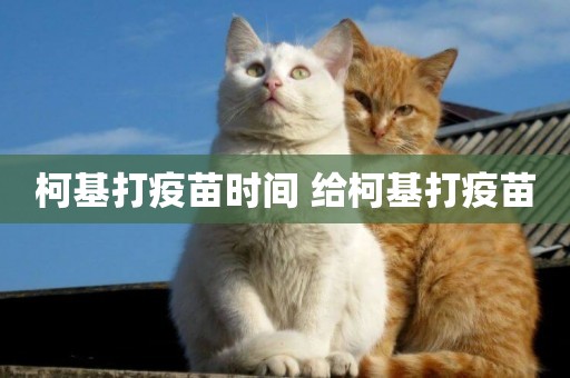 柯基打疫苗時間 給柯基打疫苗