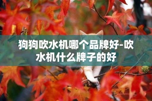 狗狗吹水機哪個品牌好-吹水機什么牌子的好