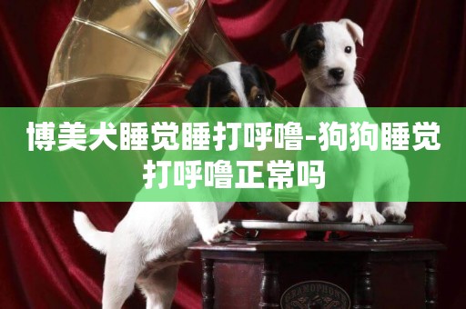 博美犬睡覺睡打呼嚕-狗狗睡覺打呼嚕正常嗎