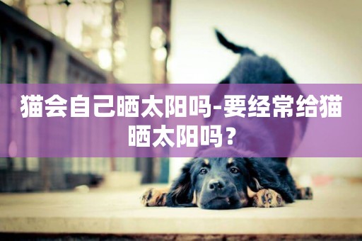 貓會自己曬太陽嗎-要經常給貓曬太陽嗎？