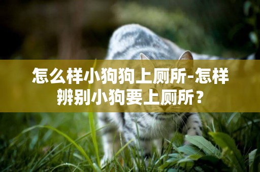 怎么樣小狗狗上廁所-怎樣辨別小狗要上廁所？