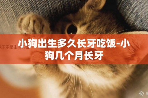 小狗出生多久長牙吃飯-小狗幾個月長牙