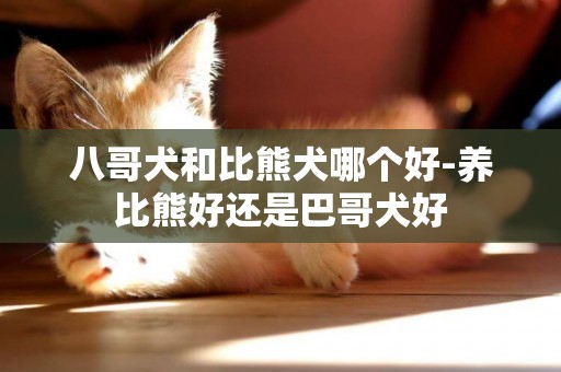 八哥犬和比熊犬哪個好-養比熊好還是巴哥犬好