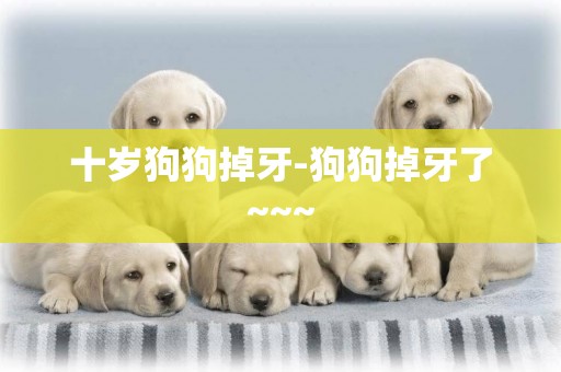 十歲狗狗掉牙-狗狗掉牙了~~~