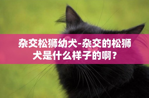 雜交松獅幼犬-雜交的松獅犬是什么樣子的啊？