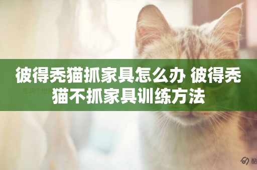 彼得禿貓抓家具怎么辦 彼得禿貓不抓家具訓練方法