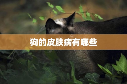 狗的皮膚病有哪些