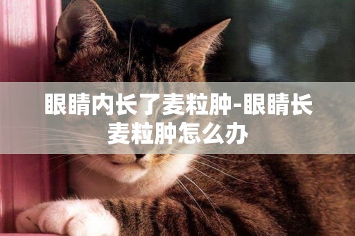 眼睛內長了麥粒腫-眼睛長麥粒腫怎么辦