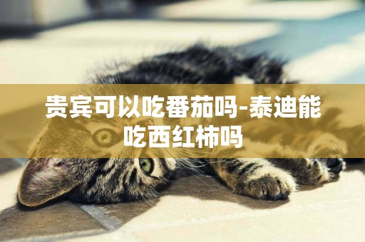 貴賓可以吃番茄嗎-泰迪能吃西紅柿嗎
