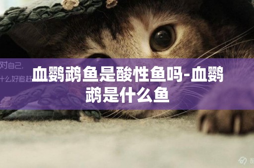 血鸚鵡魚是酸性魚嗎-血鸚鵡是什么魚