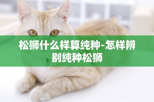 松獅什么樣算純種-怎樣辨別純種松獅
