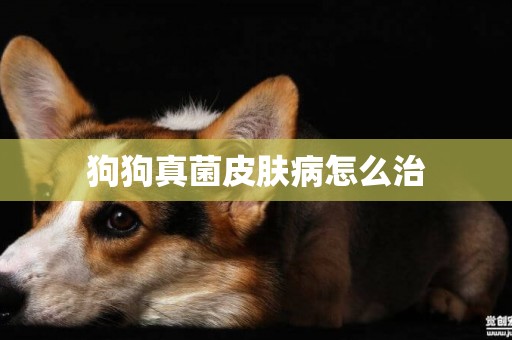 狗狗真菌皮膚病怎么治