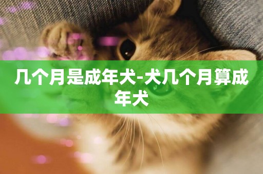 幾個月是成年犬-犬幾個月算成年犬
