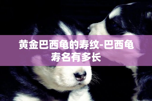 黃金巴西龜的壽紋-巴西龜壽名有多長