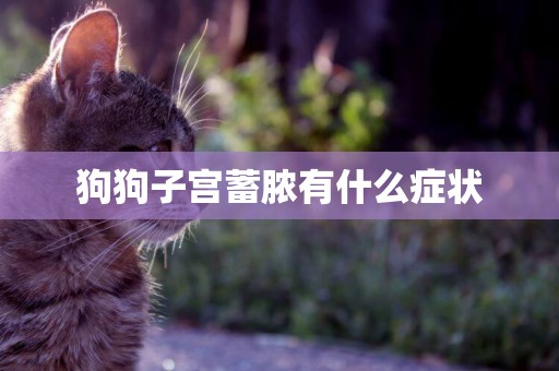 狗狗子宮蓄膿有什么癥狀