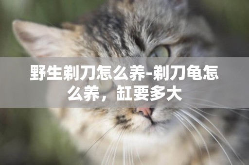 野生剃刀怎么養-剃刀龜怎么養，缸要多大