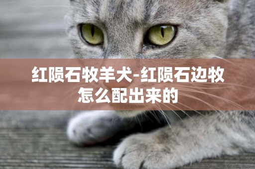 紅隕石牧羊犬-紅隕石邊牧怎么配出來的