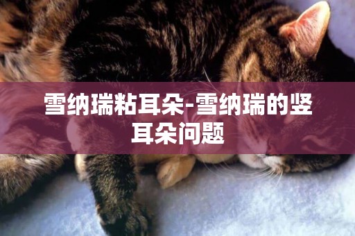 雪納瑞粘耳朵-雪納瑞的豎耳朵問題