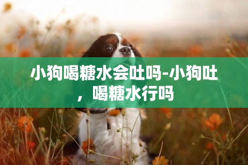 小狗喝糖水會吐嗎-小狗吐，喝糖水行嗎
