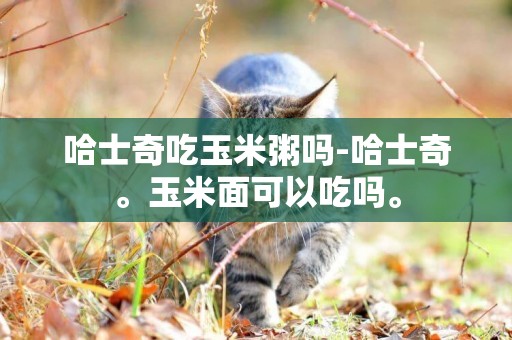 哈士奇吃玉米粥嗎-哈士奇。玉米面可以吃嗎。