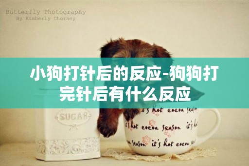 小狗打針后的反應-狗狗打完針后有什么反應