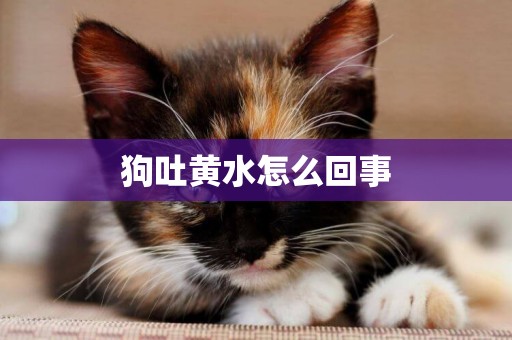 狗吐黃水怎么回事