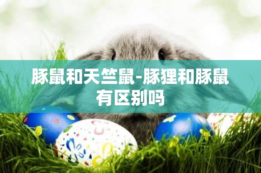 豚鼠和天竺鼠-豚貍和豚鼠有區別嗎