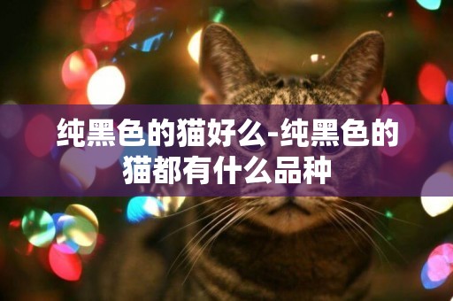 純黑色的貓好么-純黑色的貓都有什么品種
